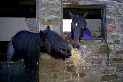 Sam pinching Doris' hay!