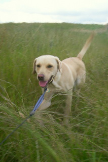 Dog in hay field