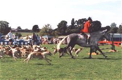 The local hunt display their
						hounds