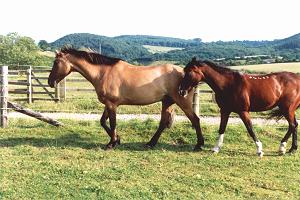 Monarch and Dinah in
						paddock 1