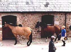 Monarch & Dinah outside
						the stables